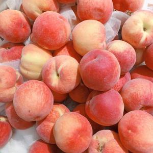 小仙儿《仙儿骚麦》歌词
